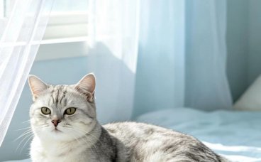 犬猫免疫力差总生病？提升抵抗力要从这几方面入手