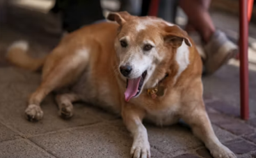 老年犬为什么要补辅酶Q10？会不会伤肝肾、产生依赖？