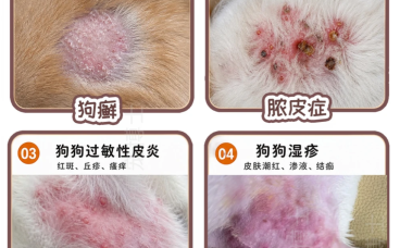 狗狗皮肤瘙痒、掉毛是怎么回事？常见皮肤病自查与处理全指南