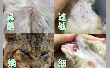 猫咪皮肤上有小疙瘩用什么皮肤喷剂效果好？靠谱品牌实测推荐