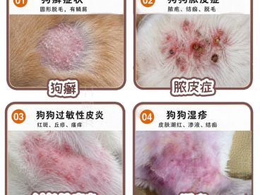 狗狗皮肤瘙痒、掉毛是怎么回事?常见皮肤病自查与处理全指南