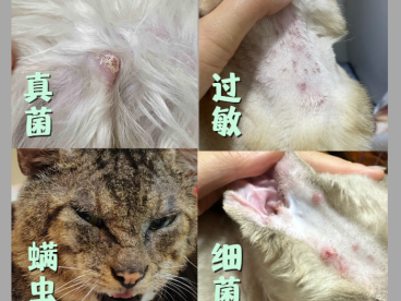 猫咪皮肤上有小疙瘩用什么皮肤喷剂效果好?靠谱品牌实测推荐