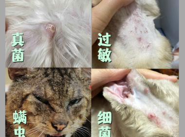 猫咪皮肤上有小疙瘩用什么皮肤喷剂效果好？靠谱品牌实测推荐
