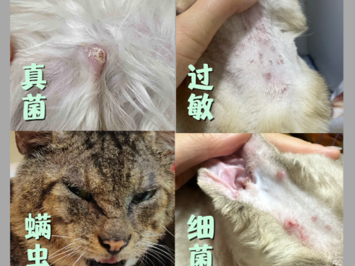 猫咪皮肤上有小疙瘩用什么皮肤喷剂效果好？靠谱品牌实测推荐